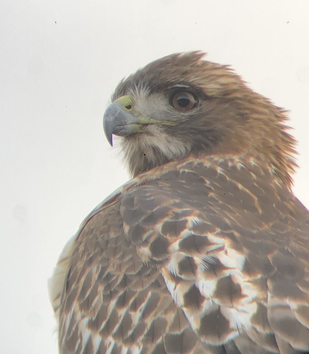 Red-tailed Hawk (borealis) - ML611800781