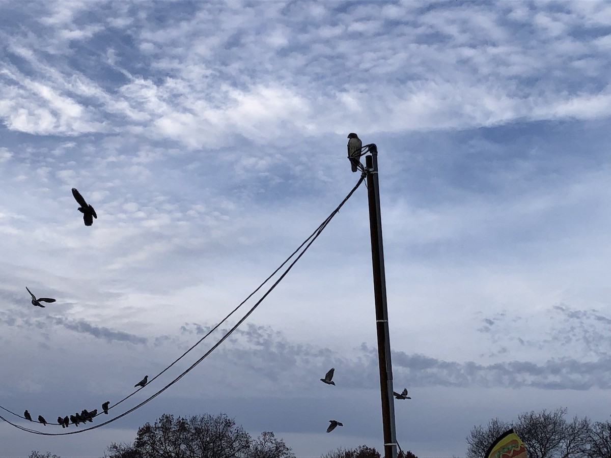 Red-tailed Hawk (borealis) - ML611800782