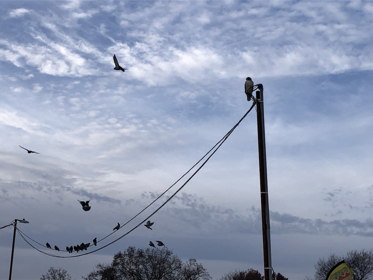 Red-tailed Hawk (borealis) - ML611800783