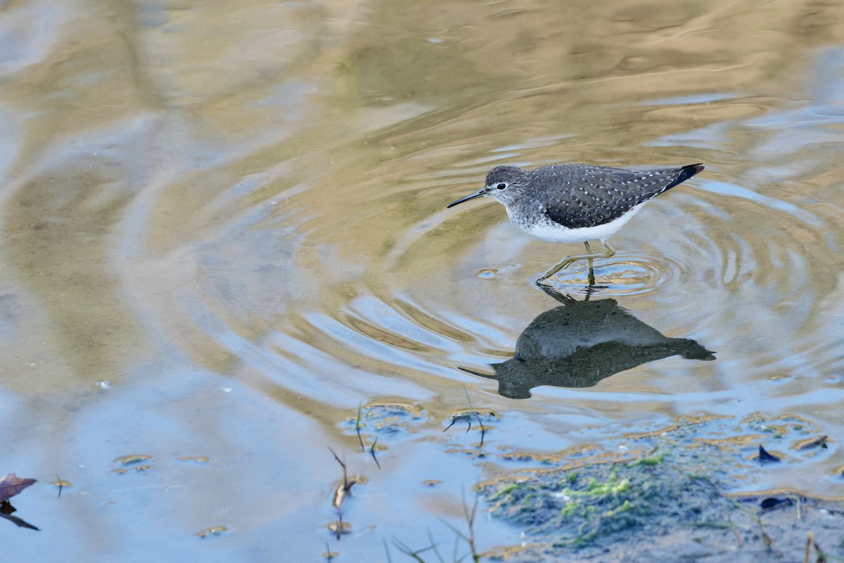 Solitary Sandpiper - Justin Hartsell