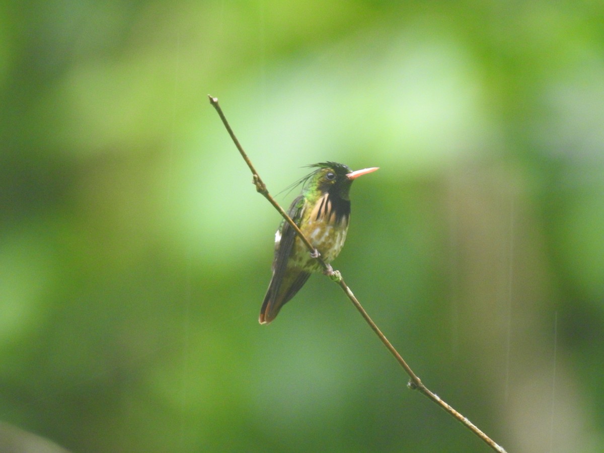 Coqueta Crestinegra - ML611800827