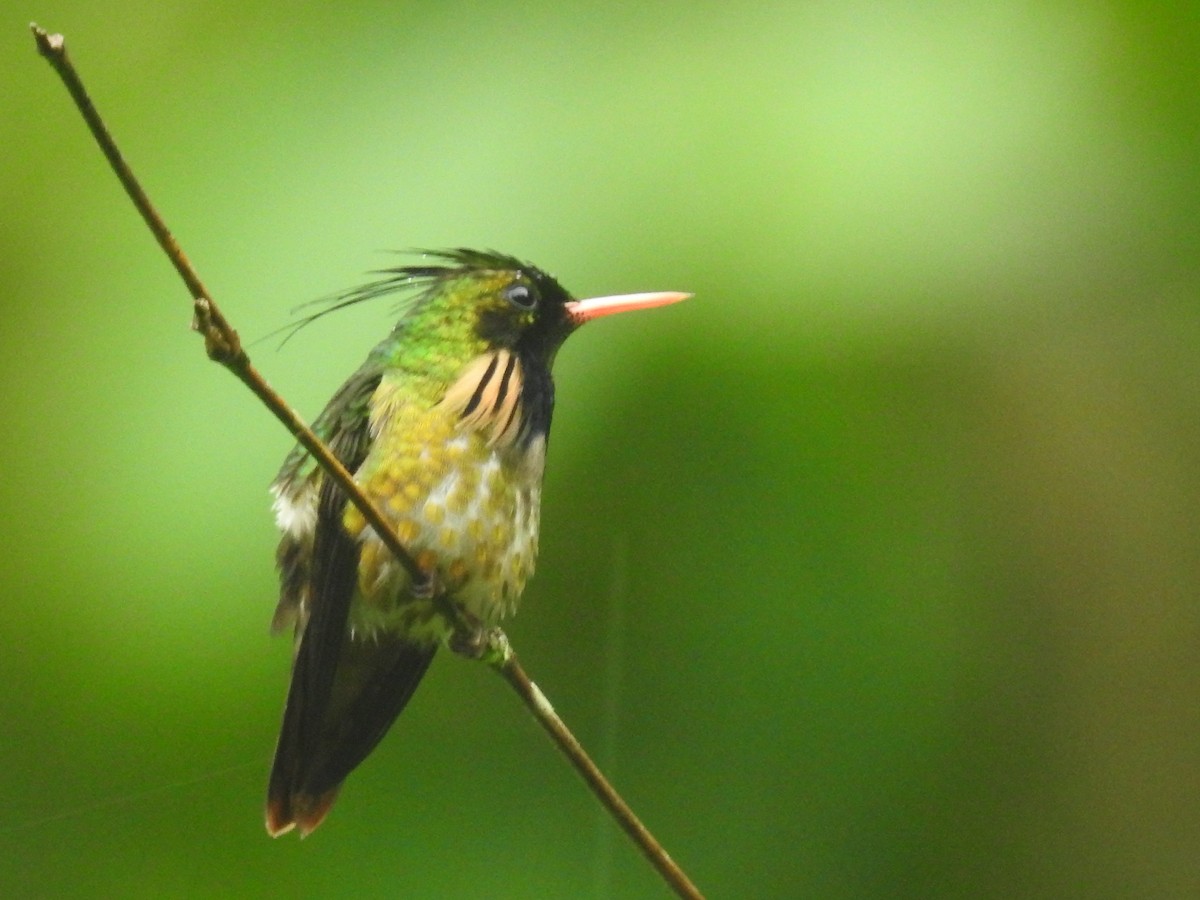 Coqueta Crestinegra - ML611800828