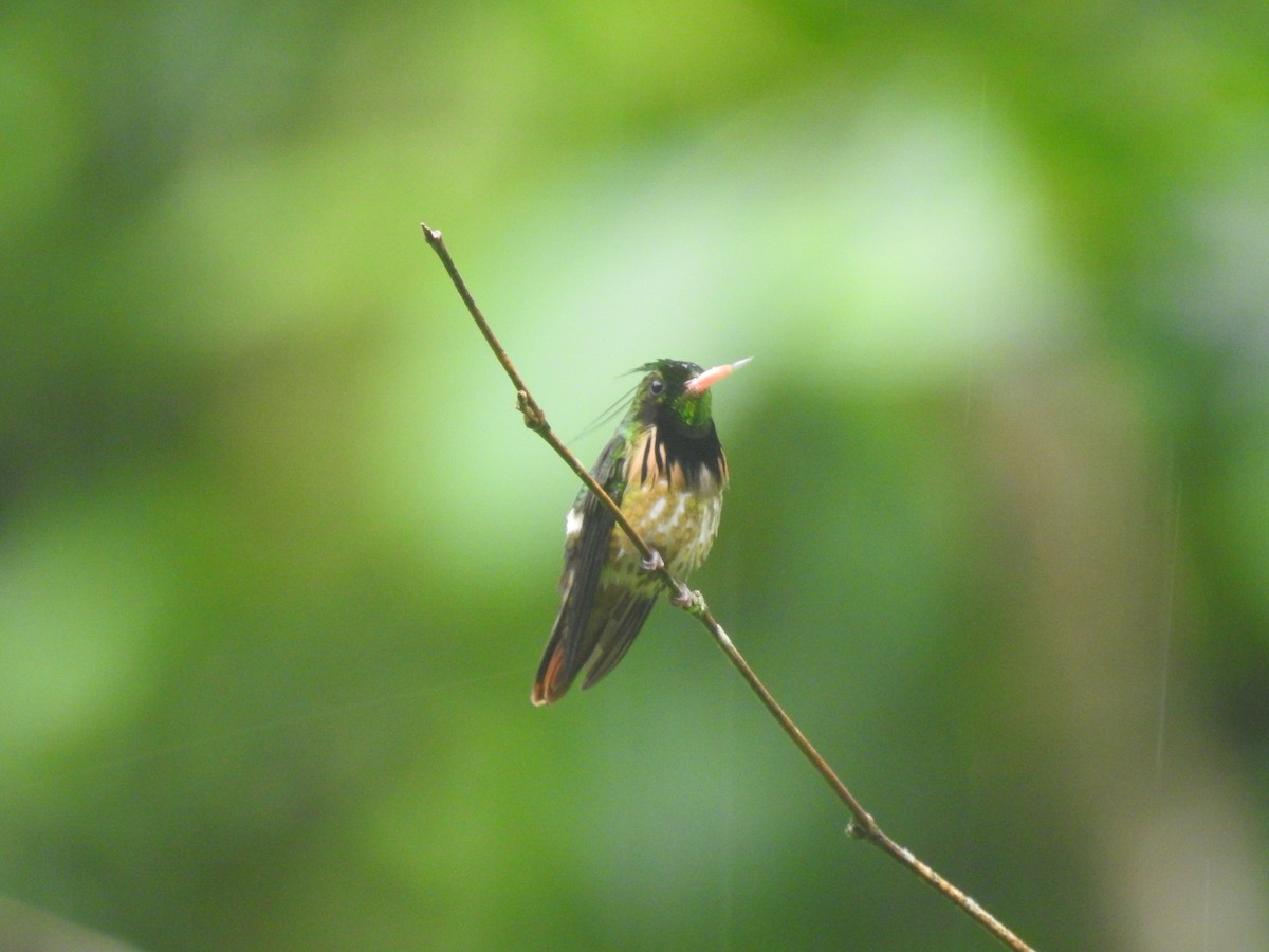 Coqueta Crestinegra - ML611800829