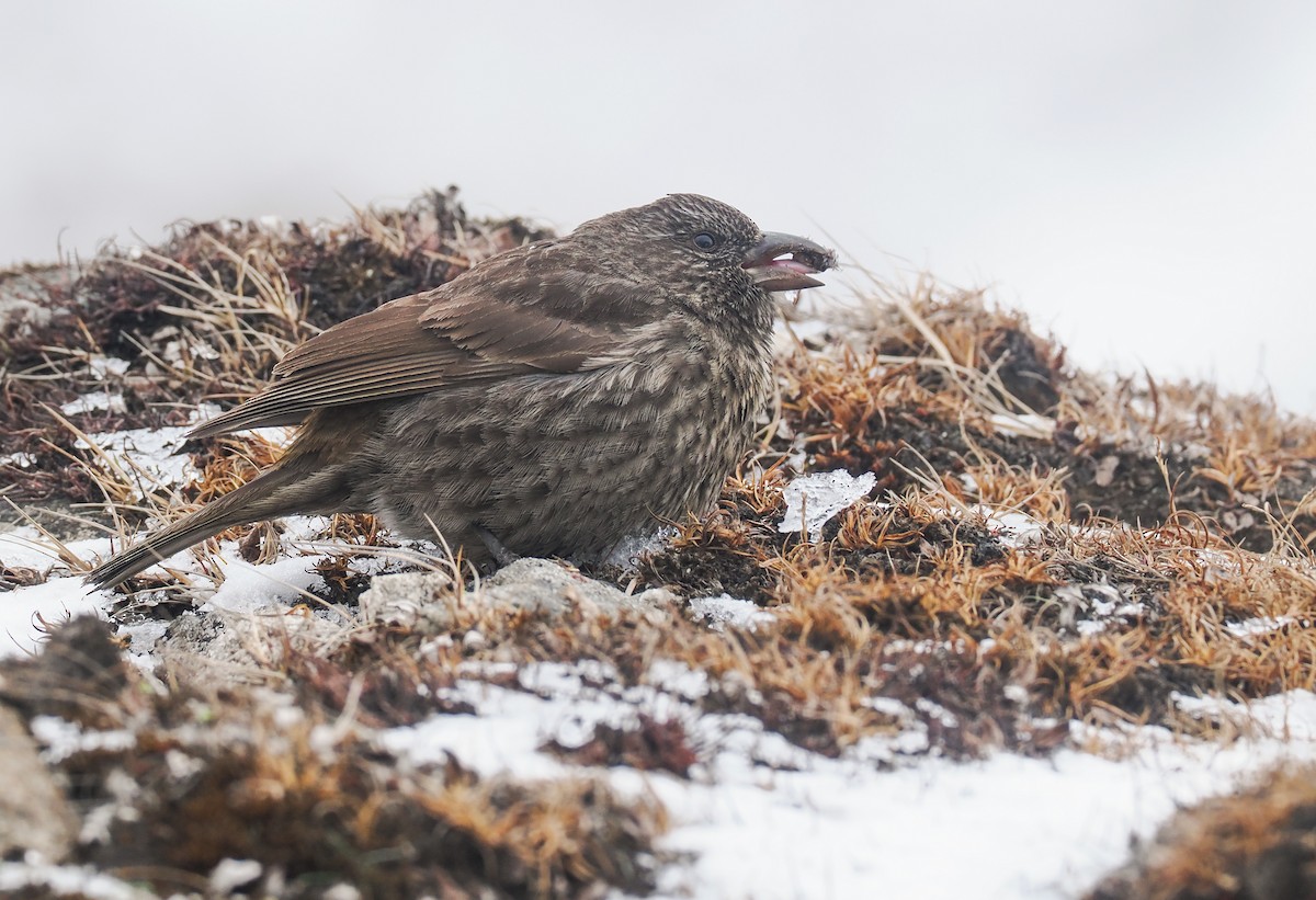 Red-fronted Rosefinch - ML611800940