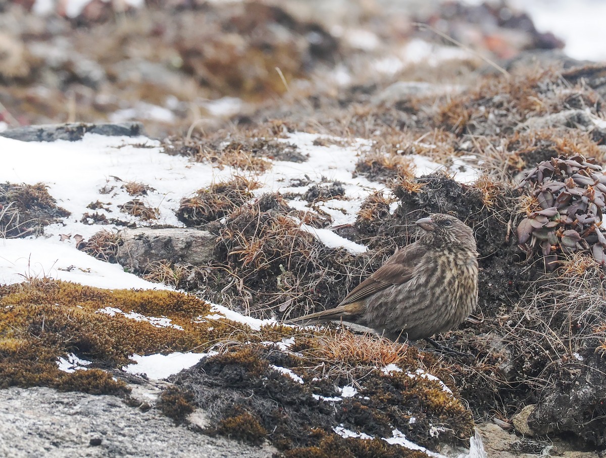 Red-fronted Rosefinch - ML611800942