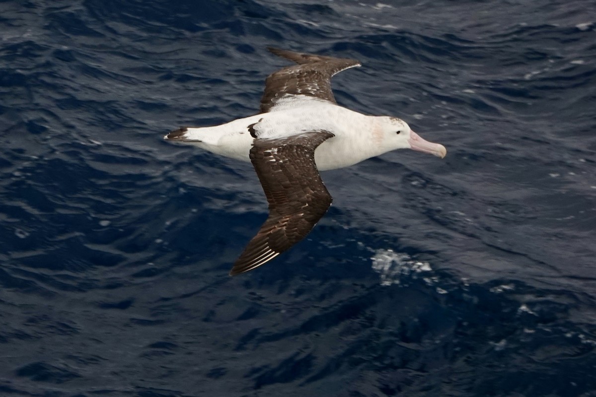 Albatros de Tristan da Cunha - ML611801102