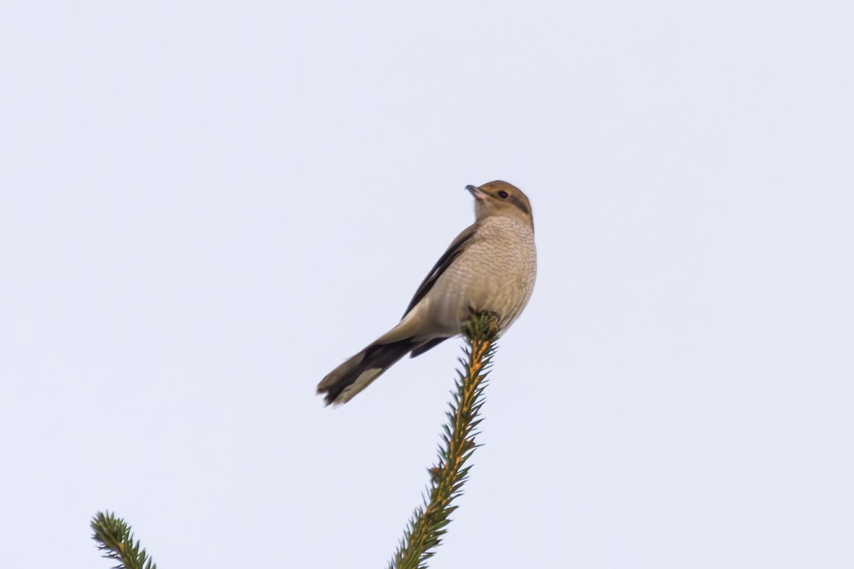 Northern Shrike - Scott Fischer