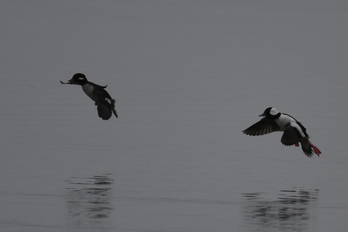 Bufflehead - ML611801446