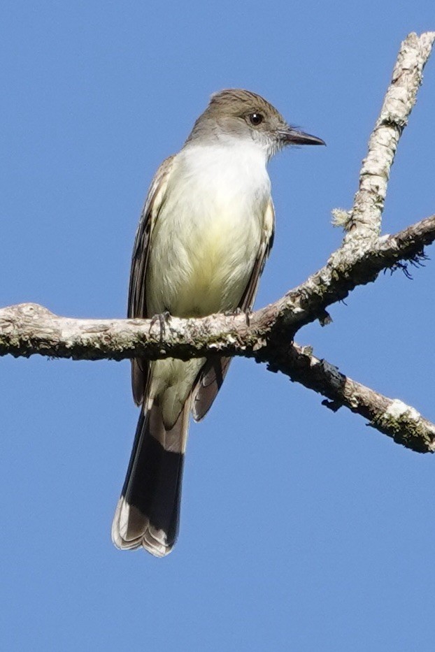 Short-crested Flycatcher - ML611801460