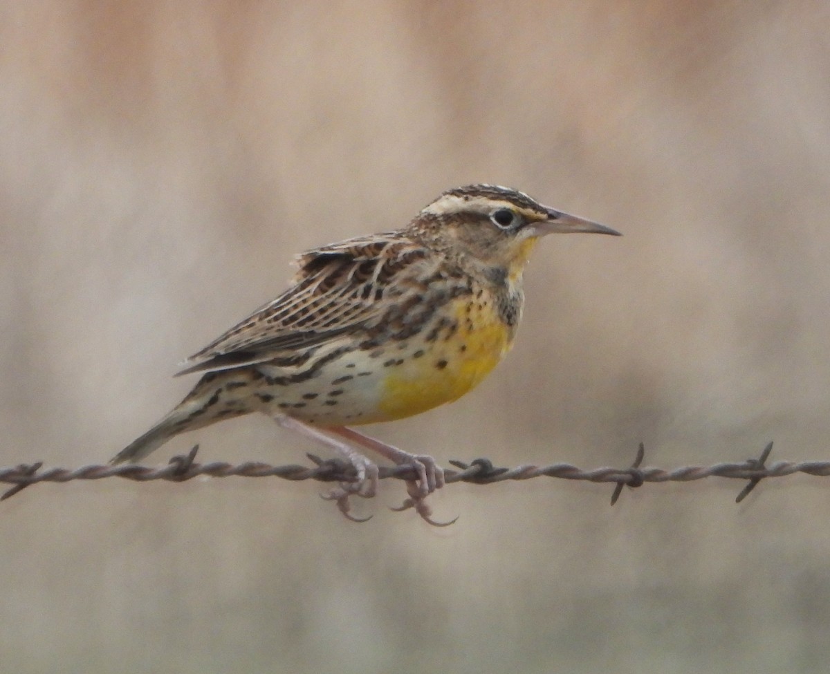 Western Meadowlark - Lynne Craft