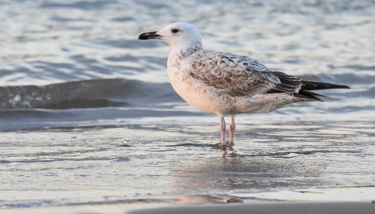 Caspian Gull - ML611801566