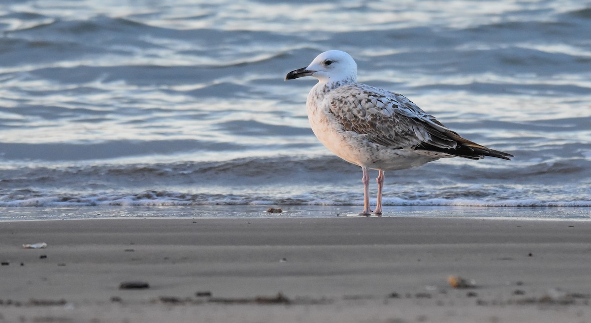 Caspian Gull - ML611801568