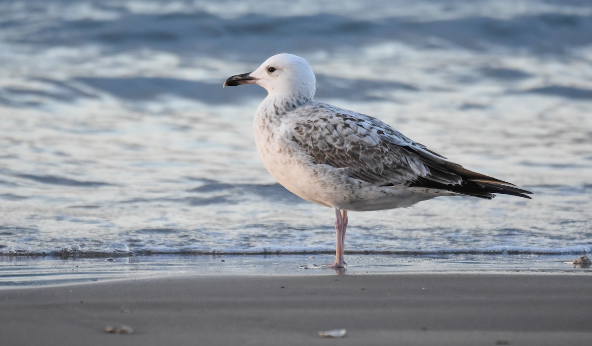 Caspian Gull - ML611801569