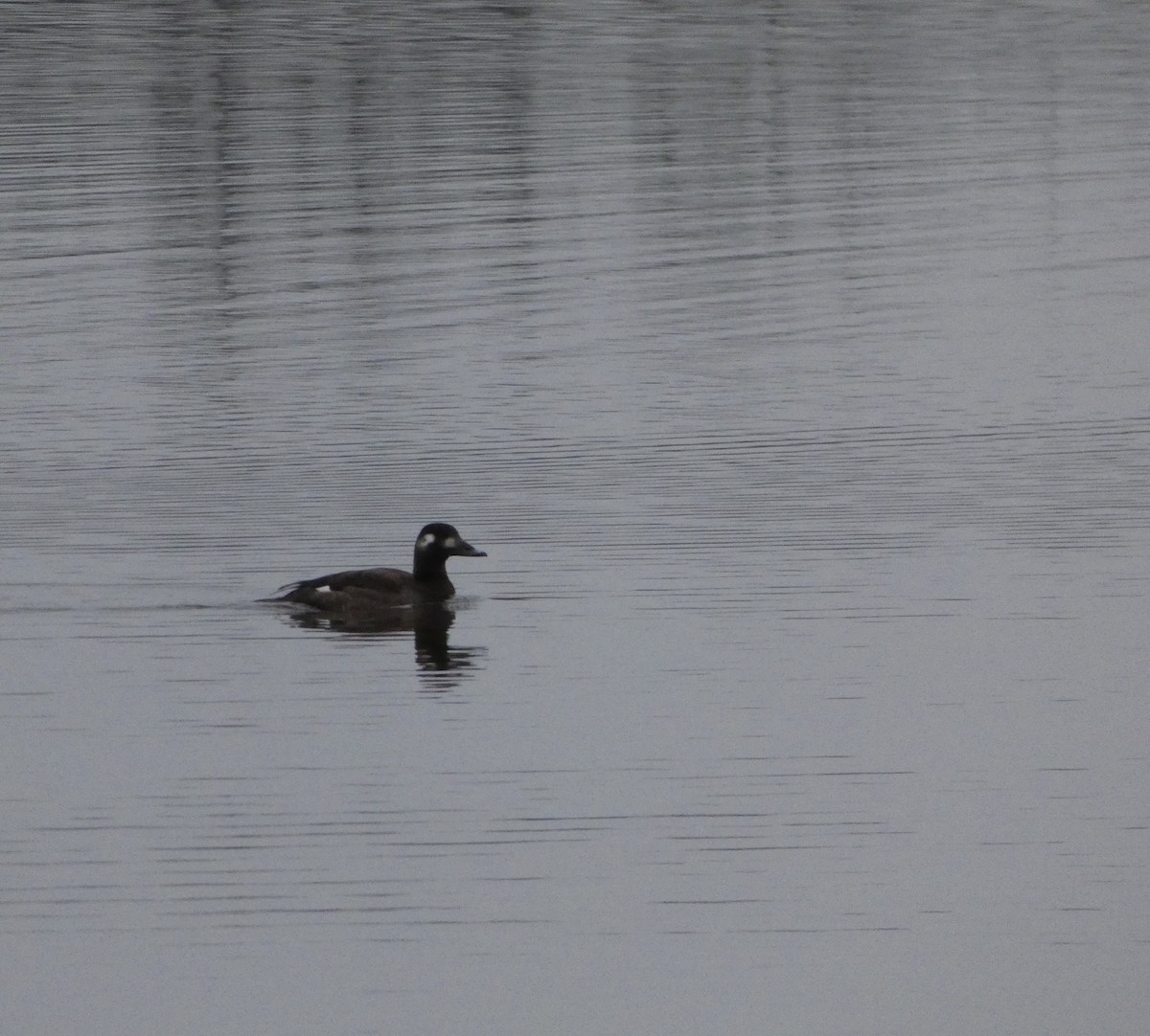 White-winged Scoter - Monique Berlinguette