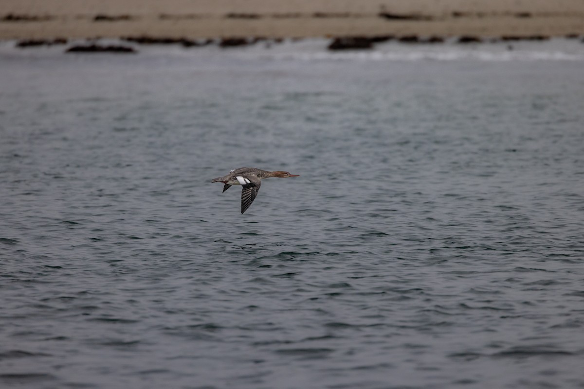 Red-breasted Merganser - ML611801648