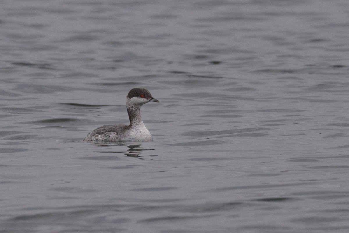 Horned Grebe - ML611801666