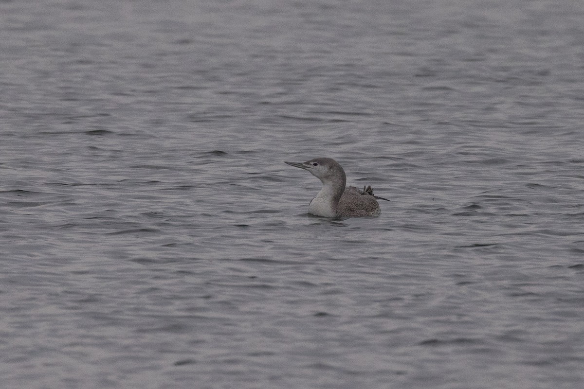 Red-throated Loon - Ken Janes