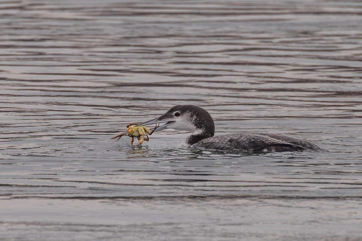 Common Loon - ML611801703