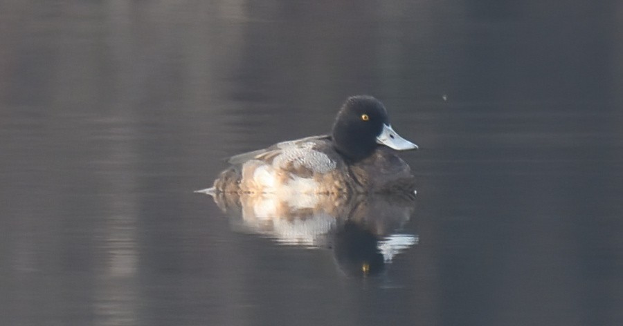 Lesser Scaup - ML611801706