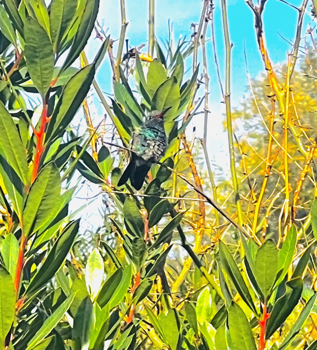 Broad-billed Hummingbird - Nathan Draper