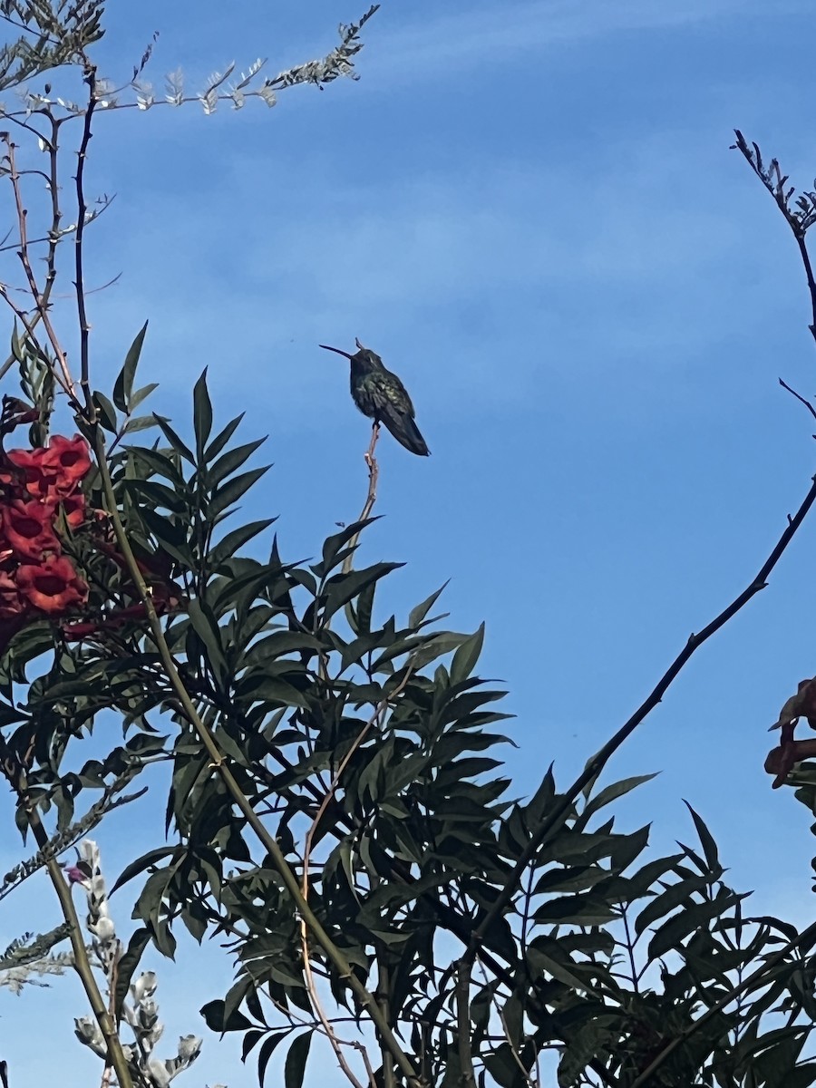 Broad-billed Hummingbird - Nathan Draper