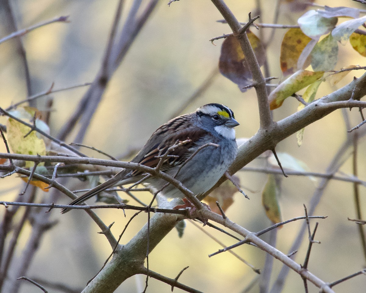 White-throated Sparrow - ML611801800