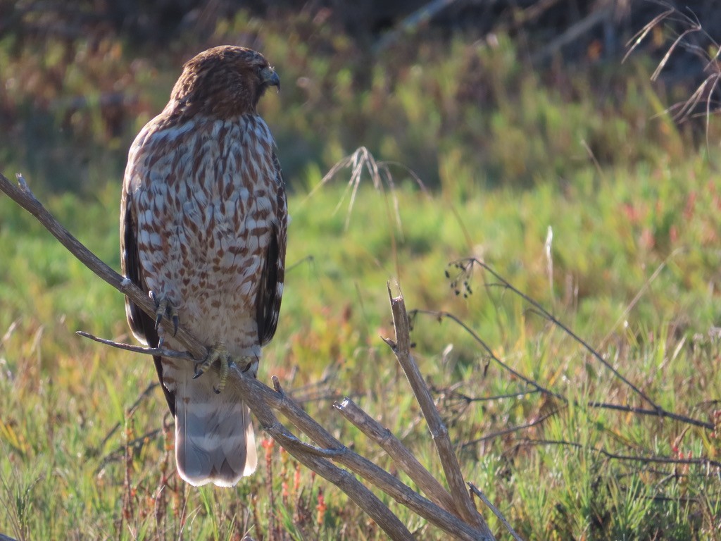 Red-shouldered Hawk - ML611801801