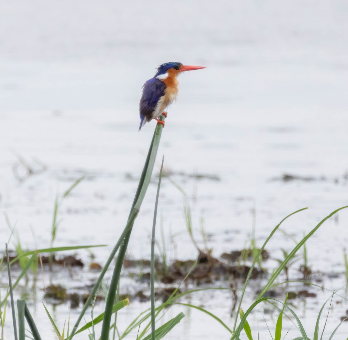 Malachite Kingfisher - ML611801832