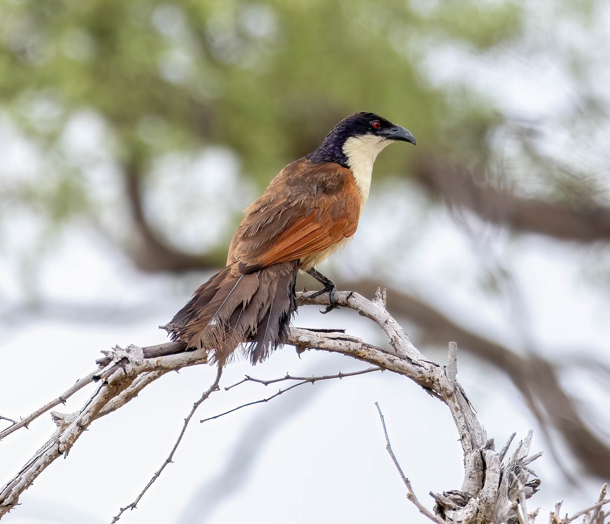 Coppery-tailed Coucal - ML611801871