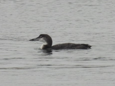 Common Loon - ML611801884