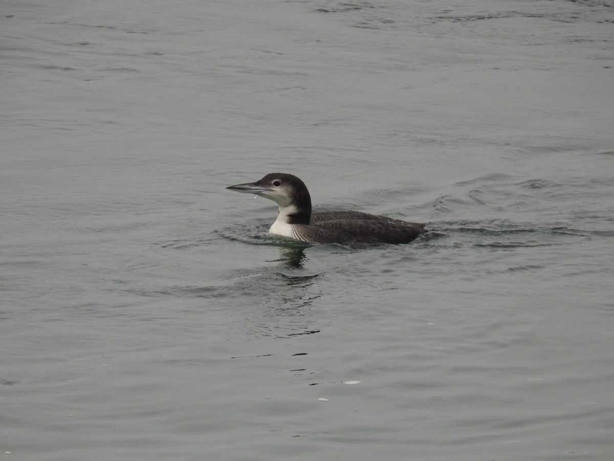 Common Loon - ML611801885