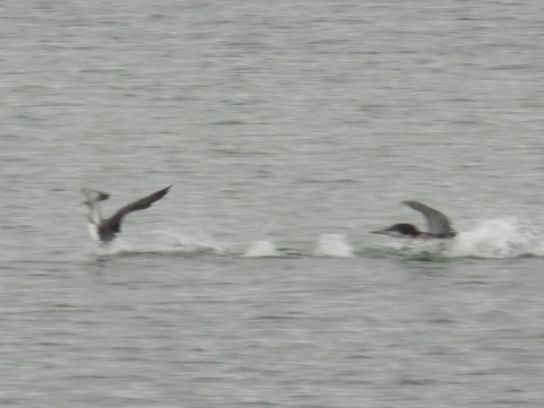 Common Loon - ML611801887