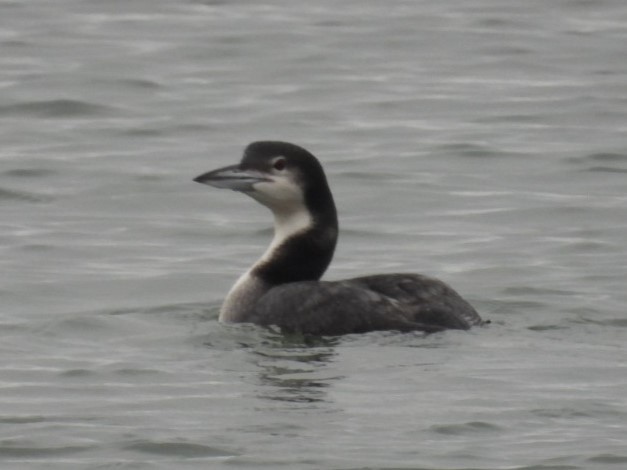 Common Loon - ML611801888