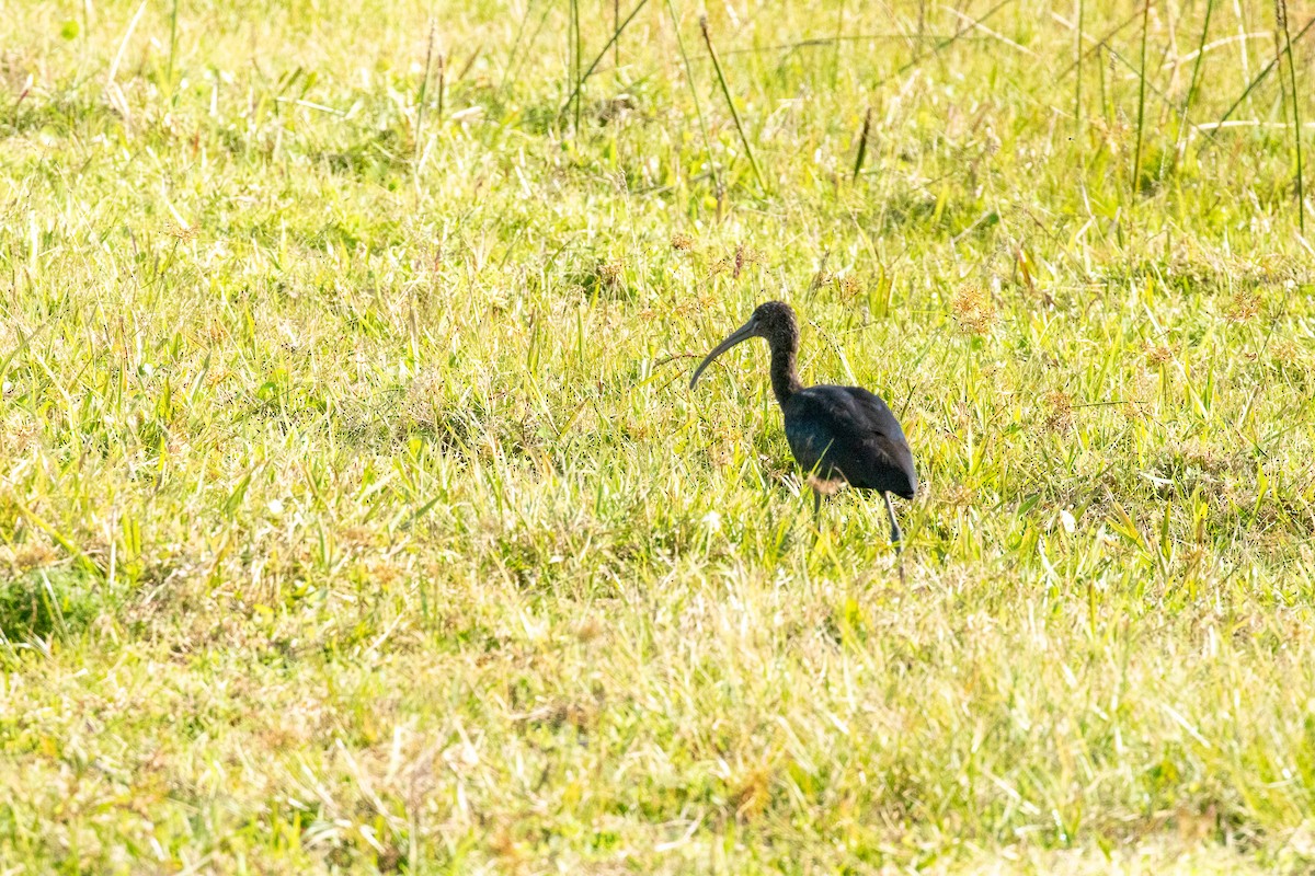 ibis hnědý - ML611801899