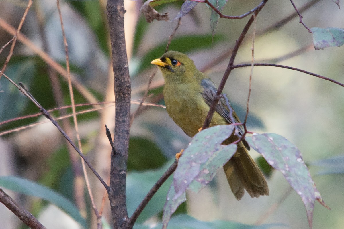 Bell Miner - ML611801909