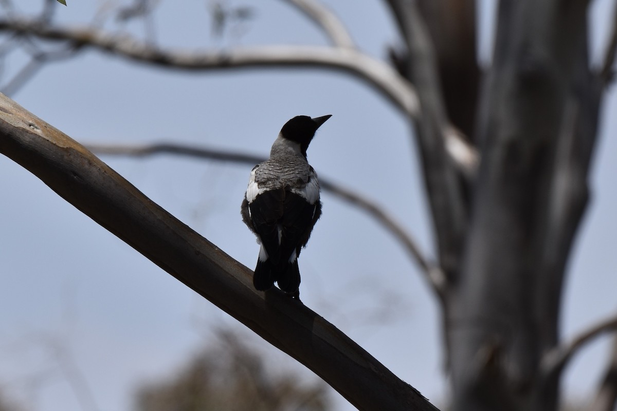 Australian Magpie - ML611801912