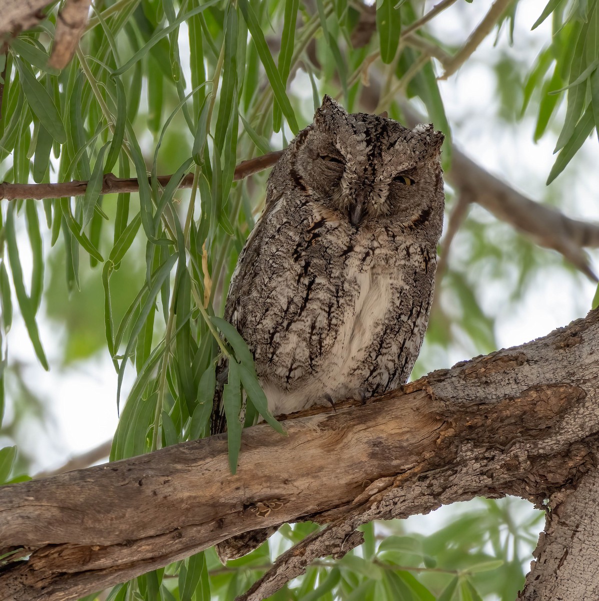 African Scops-Owl - ML611801916