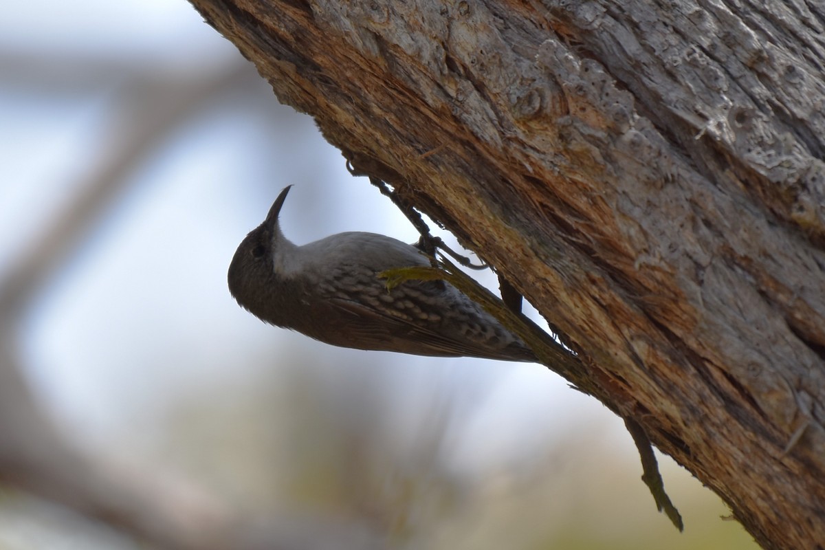 White-throated Treecreeper - ML611801926