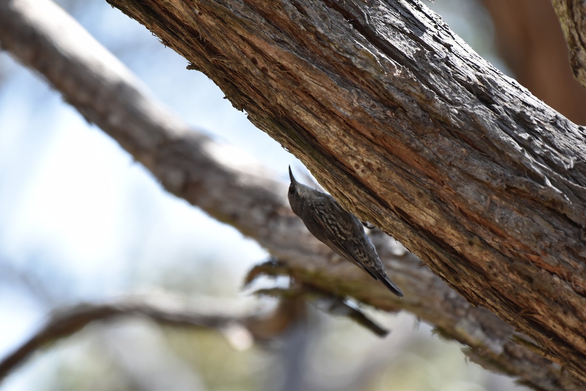 White-throated Treecreeper - ML611801927