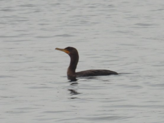 Double-crested Cormorant - ML611801935