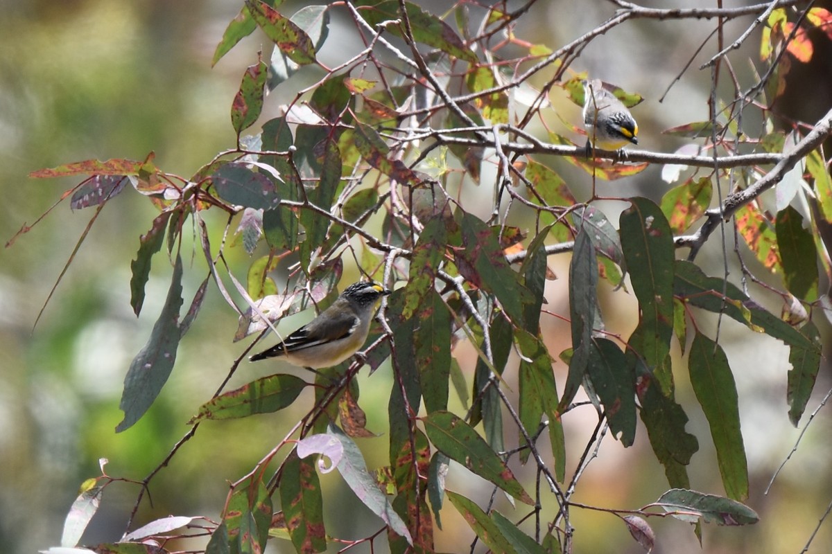 Striated Pardalote - ML611801937