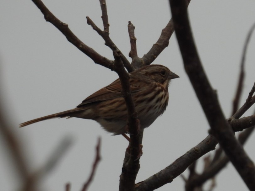 Song Sparrow - ML611801943