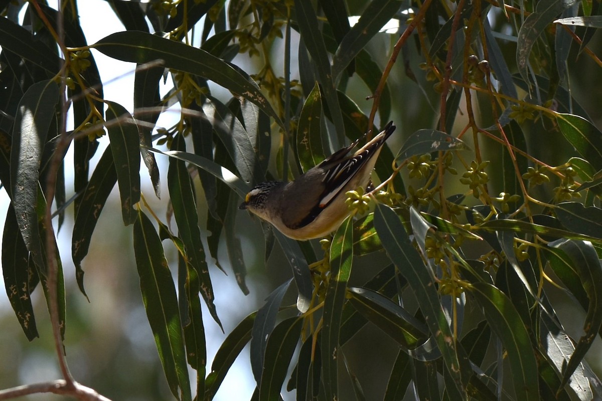 Striated Pardalote - ML611801945