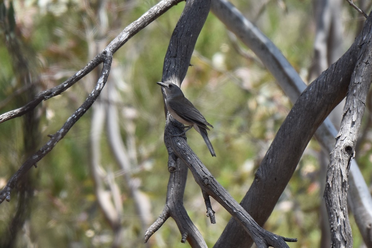 Gray Shrikethrush - ML611801949