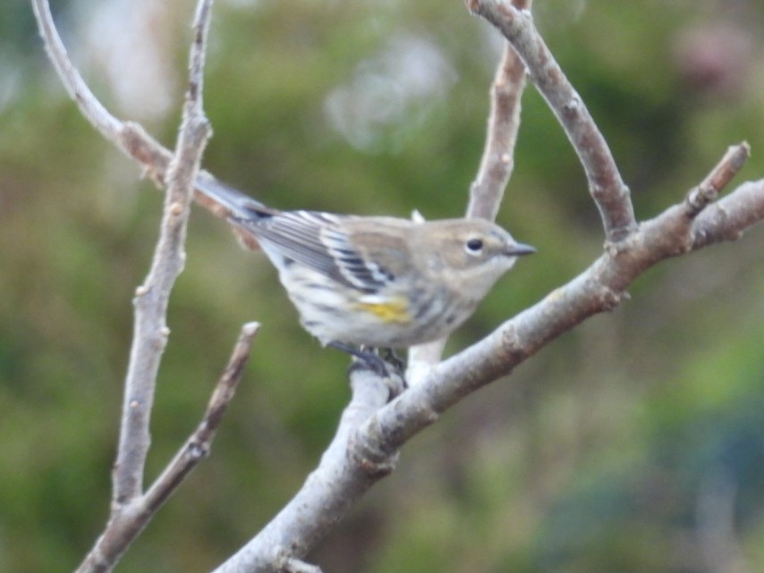 Yellow-rumped Warbler - ML611801950