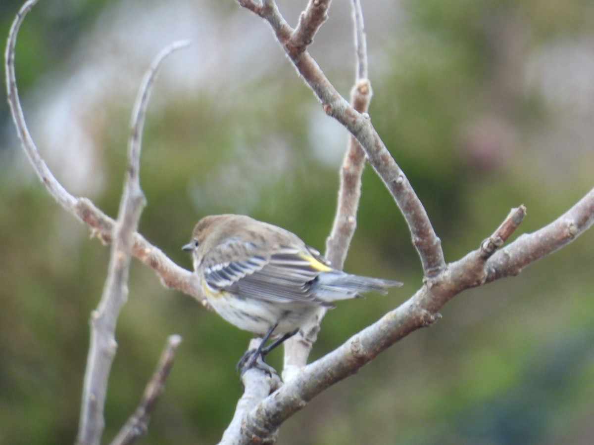 Yellow-rumped Warbler - ML611801951