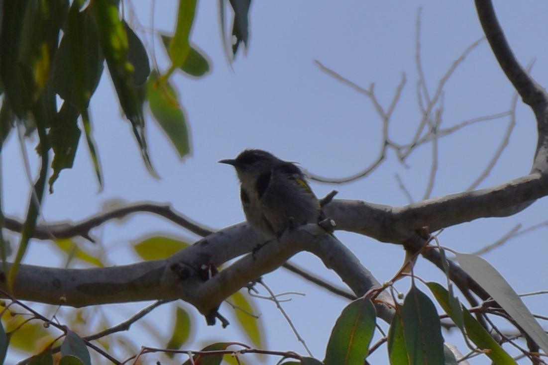 Crescent Honeyeater - ML611801956