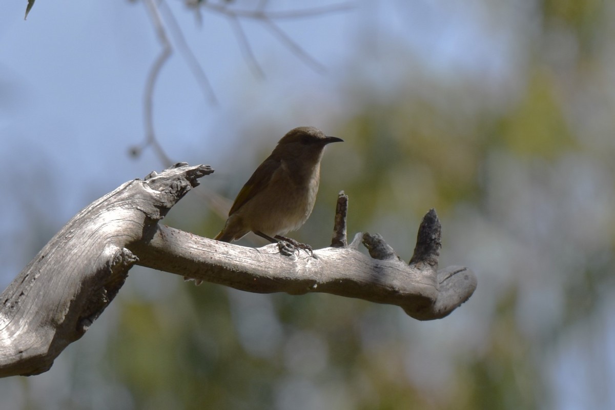 Crescent Honeyeater - ML611801964