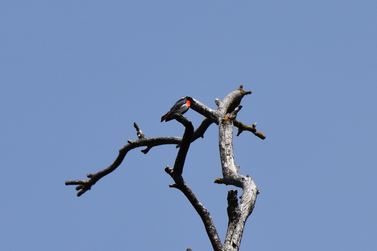 Mistletoebird - ML611801974