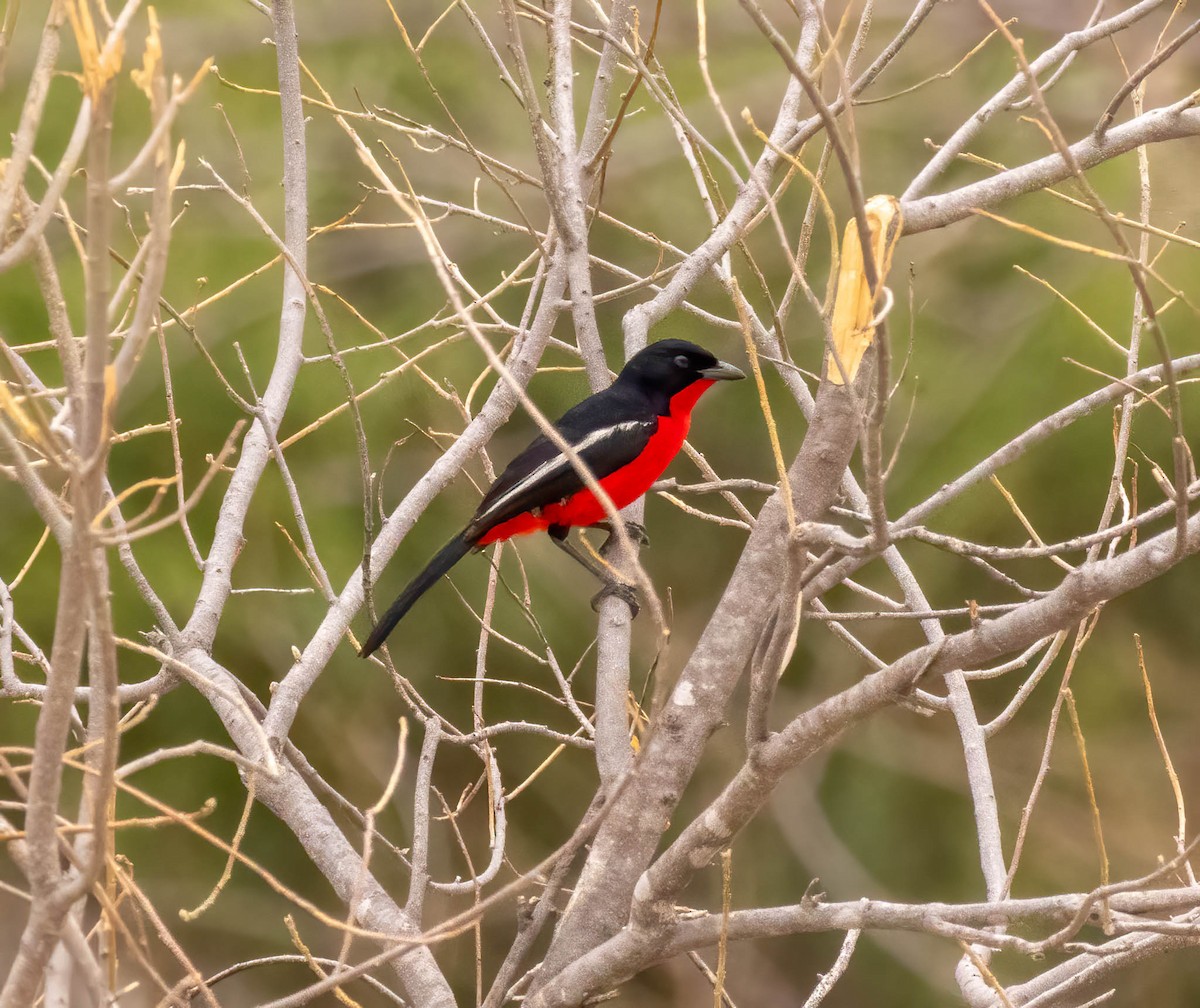 Crimson-breasted Gonolek - ML611801996